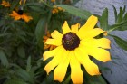 Blackeye Susan